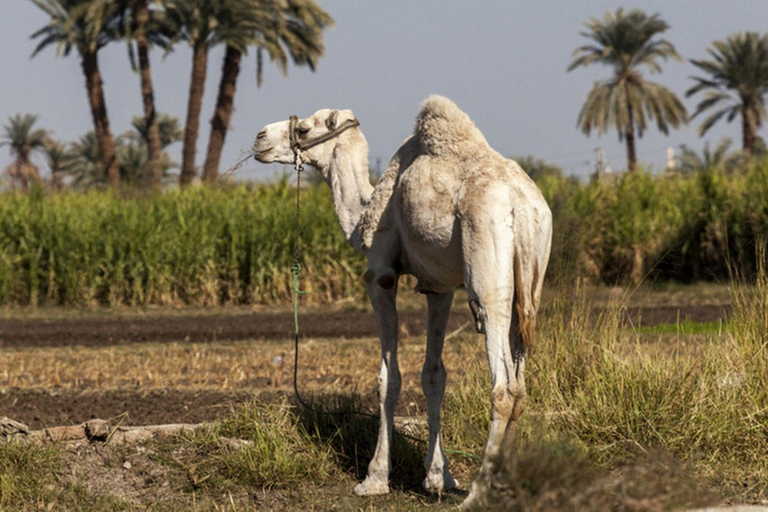 Kairo: Fayoum Fayoum, Wadi El Rayan och Wadi al Hitan 4x4-turDelad tur utan biljetter och lunch