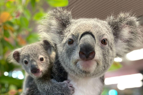 Cairns: Koala&#039;s en wezens toegangsbewijs