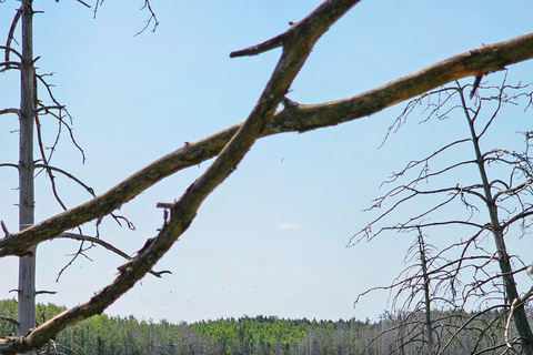 De Riga: Passeio na selva da Letônia com prancha de remoSelva letã