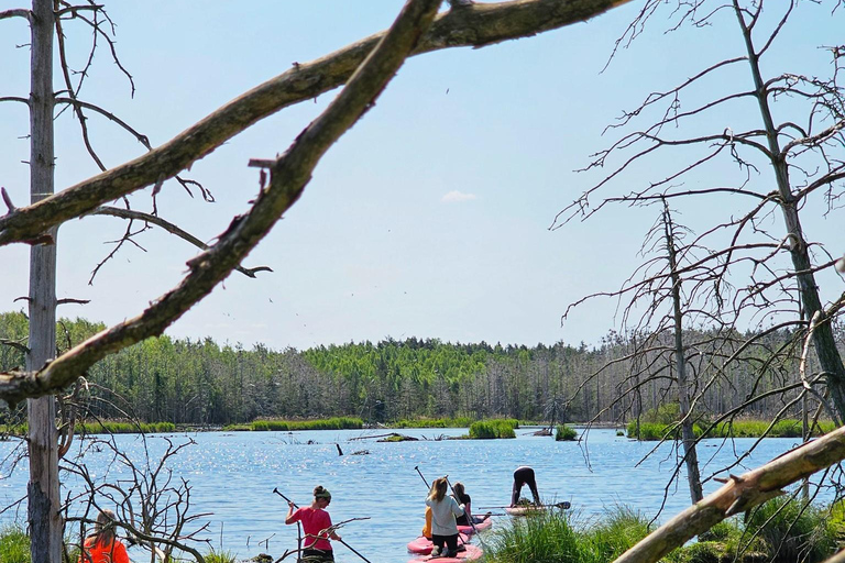 From Riga: Latvian jungle tour with paddle boardLatvian jungle