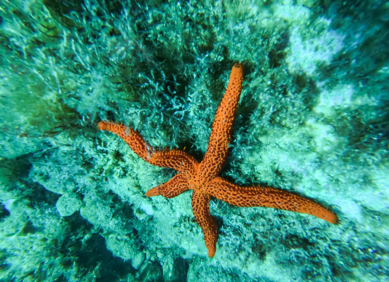 Costa Brava: Kajak- og snorkeltur i havets grotter