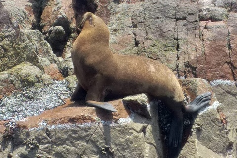 From Paracas: Scenic Boat Tour to Ballestas Island