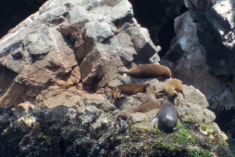 From Paracas: Scenic Boat Tour to Ballestas Island