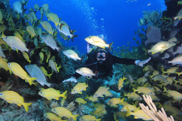 Cancún: buceo para buzos certificados en 3 ubicacionesMuseo Subacuático MUSA para buceadores certificados, 2 inmersiones