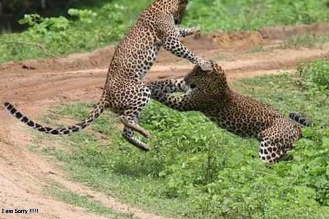 Mirissa: Safari de día completo con todo incluido en el Parque Nacional de Yala