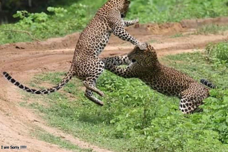 Mirissa: Safari de día completo con todo incluido en el Parque Nacional de Yala