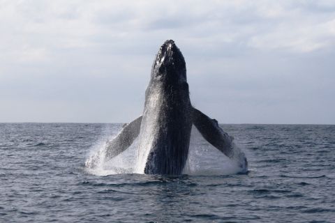 Puerto Vallarta: Responsible Whale Watching Experience