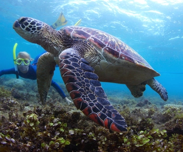 Fujairah: Snorkeling and Watersports at Snoopy Island