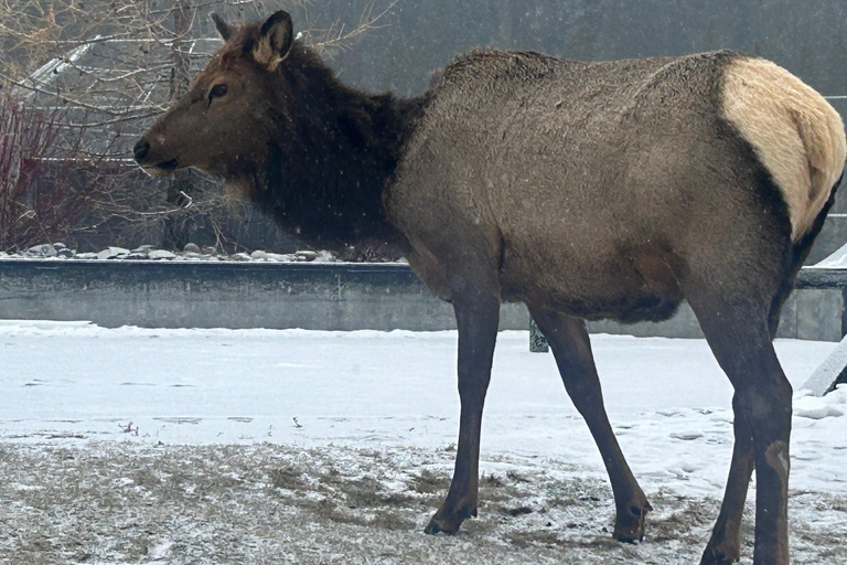 Banff/Calgary: Tour particular pelos Parques Nacionais de Banff e YohoDe Calgary