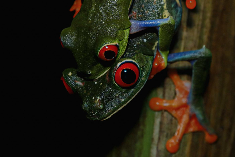 La Fortuna: Caminhada noturna em La Fortuna