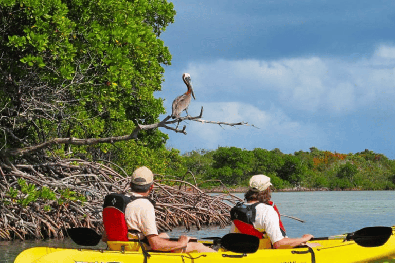 Mangrove Jungle exploration on SUP/Kayak