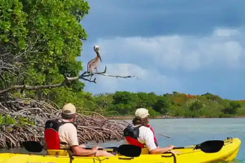 Esplorazione della giungla di mangrovie in SUP/Kayak