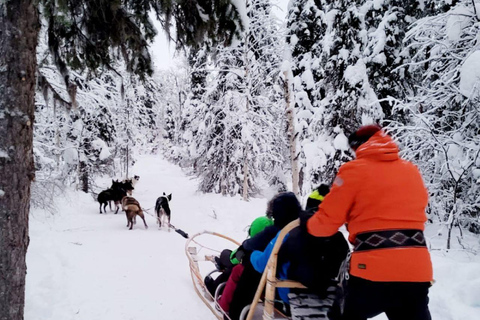 Balade en traîneau à chiens à Levi 5 KM