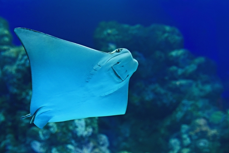 Cairns: Encuentro con la vida marina