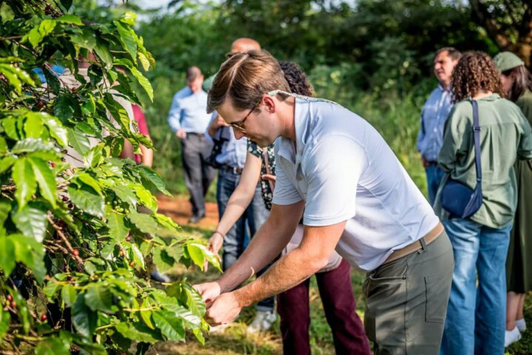 Nairobi: Fairview Coffee Estate Tour & Tasting