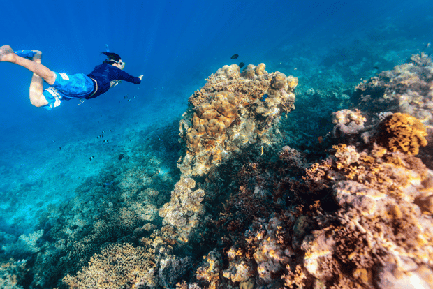 Da Dubai: Gita di snorkeling a Dibba Al-Fujairah