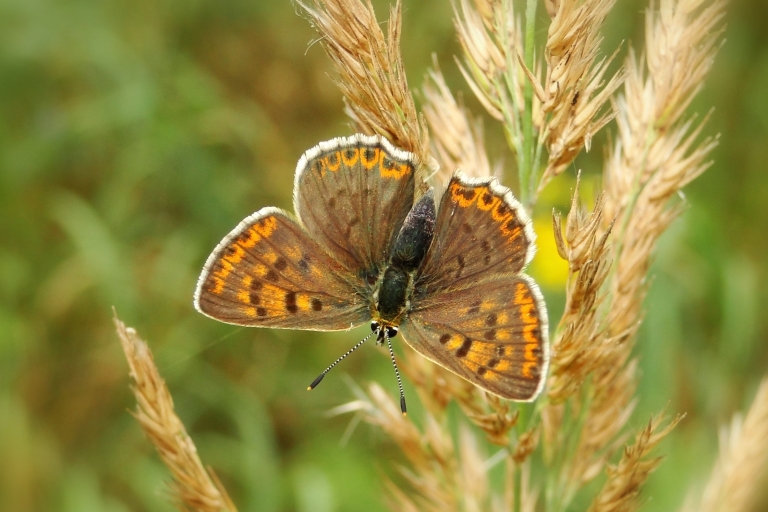 Van Rhodos: dagtrip Butterfly Valley en Chalki Island