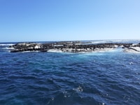 Cape of Good Hope, Sightseeing und African Penguins Tour - Hizvo