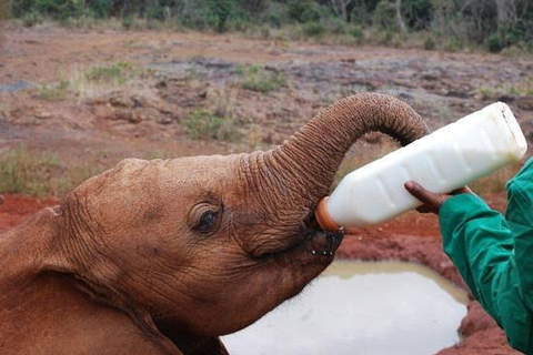 Nairobi National Park&Elephant Orphanage&Giraffe Centre Tour