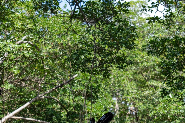 Miami: Clear Kayak Eco Tour with Guide and Wildlife