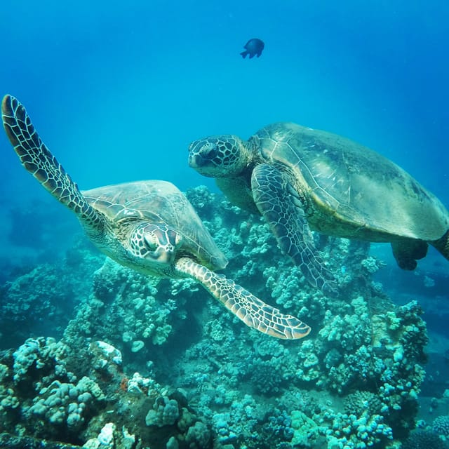 Os 11 Melhores Lugares para Nadar e Mergulhar com Tartarugas Marinhas