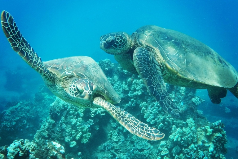 Van Kaanapali: snorkelcruise op West Maui en zeeschildpaddenVan Lahaina: snorkelcruise op West Maui en zeeschildpadden
