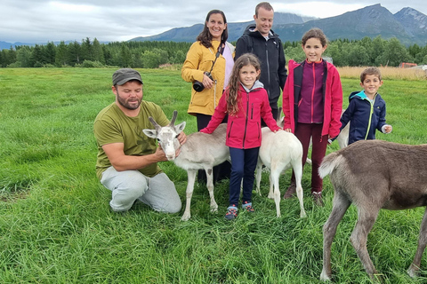 Tromsø: Sami Camp and Reindeer Experience with Lunch