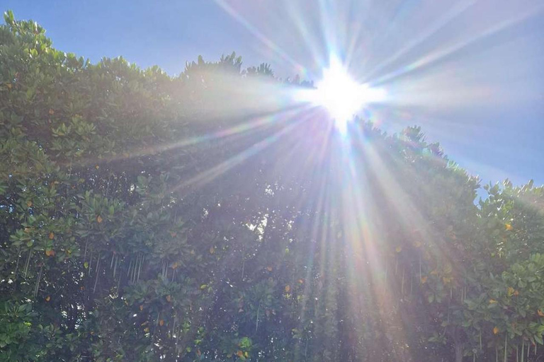 ZANZIBAR: Mangrove Kayaking and Turtle Swim at Salaam Cave PRIVATE TOUR INCLUDES TRANSFER