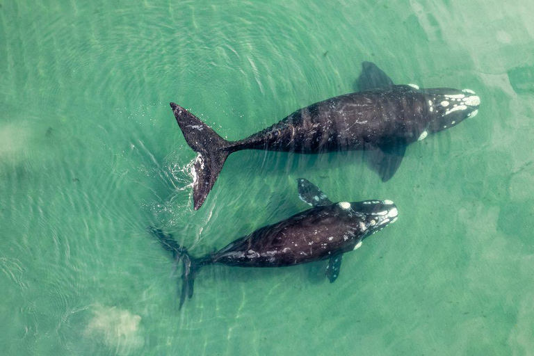 Whale Watching in La Paz – Gray Whale Encounter