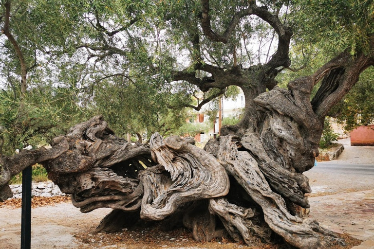 From Argassi: Zakynthos Day Tour of Caves and Beaches