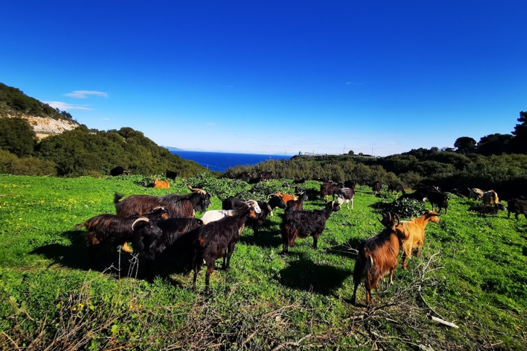 From Argassi: Zakynthos Day Tour of Caves and Beaches