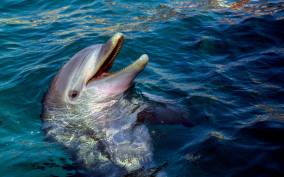 Savannah: Tybee Island Dolphin Tour