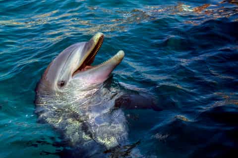 Savannah: Tybee Island Dolphin Watching Boat Tour