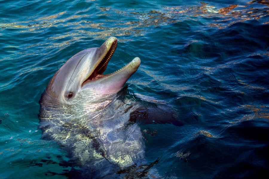 Savannah: Tybee Island Delphin Tour. Foto: GetYourGuide