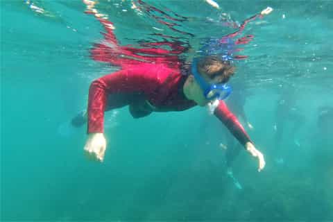 Arrábida: Snorkeling Course with SSI certification