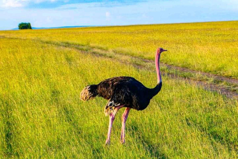 Demi-journée au parc national de Nairobi avec prise en charge gratuite