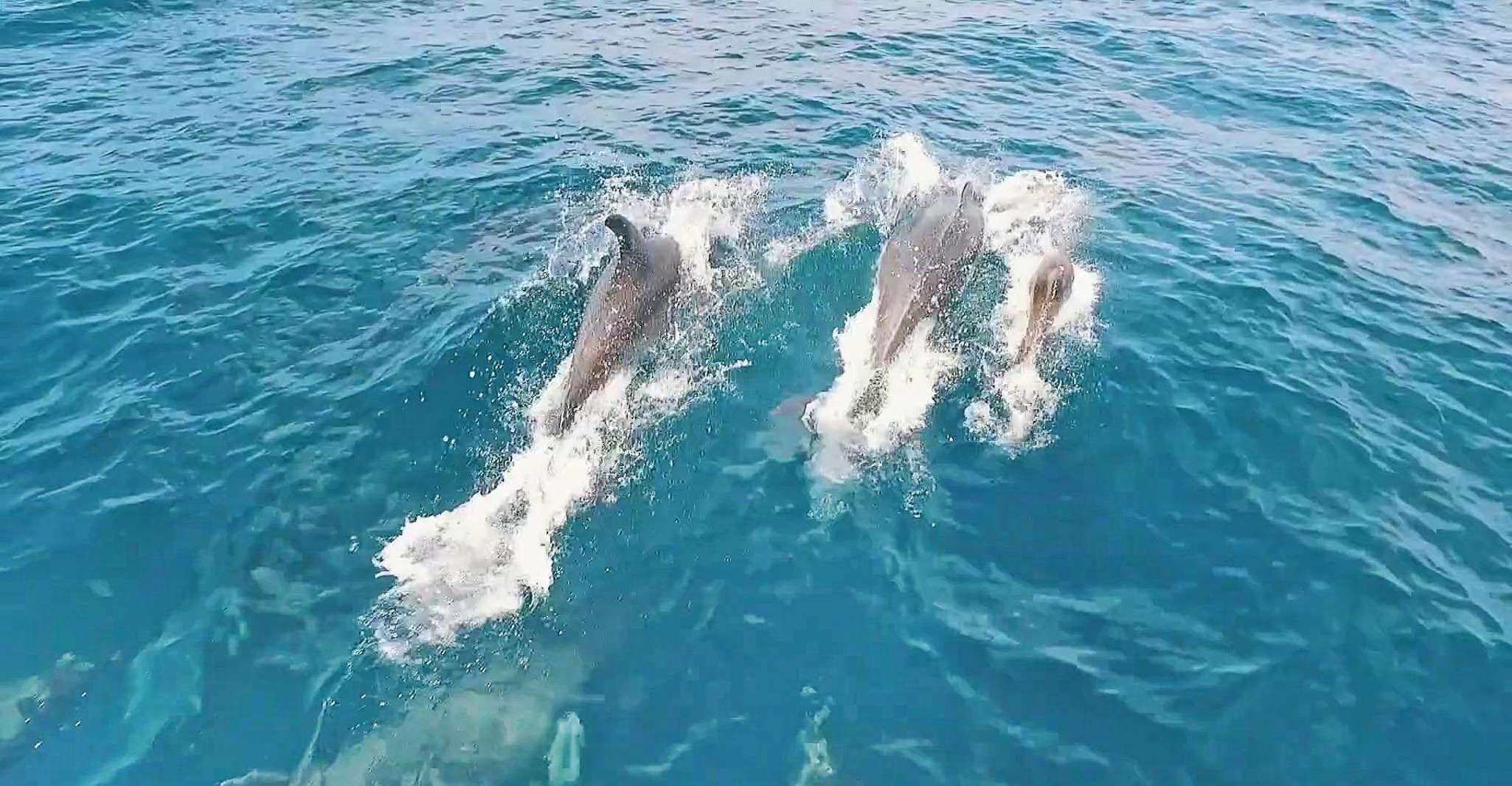 Portimão, Benagil Sea Caves Speedboat Adventure Tour - Housity