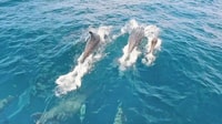 Portimão, Benagil Sea Caves Speedboat Adventure Tour - Housity