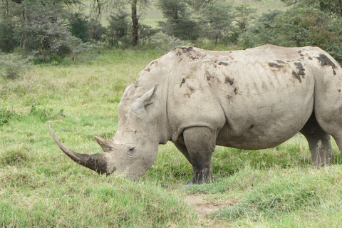 Kenya: Safari di 6 giorni a Masai Mara, Lago Nakuru e Amboseli