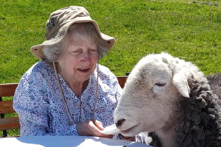 Scotland: Tea Retreat with Naughty Sheep