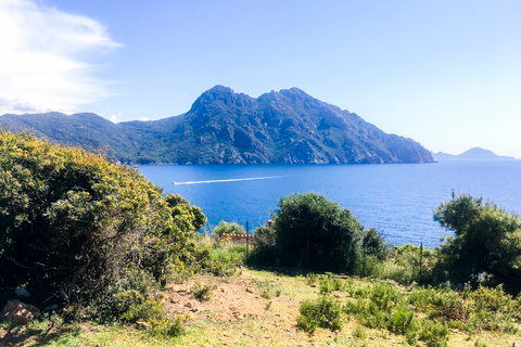 From Ota: Scandola Nature Reserve Eco-Friendly Boat Tour 3-Hour Tour: Scandola Nature Reserve and Girolata