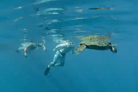 From Ma'alaea: AM Turtle Town Snorkel Aboard Quicksilver