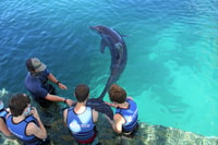 St. Thomas, Schwimmen mit Delfinen im Coral World Ocean Park - Hizvo