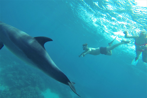 Hurghada: Dolphin Watching und Schnorcheln per SchnellbootGruppentour