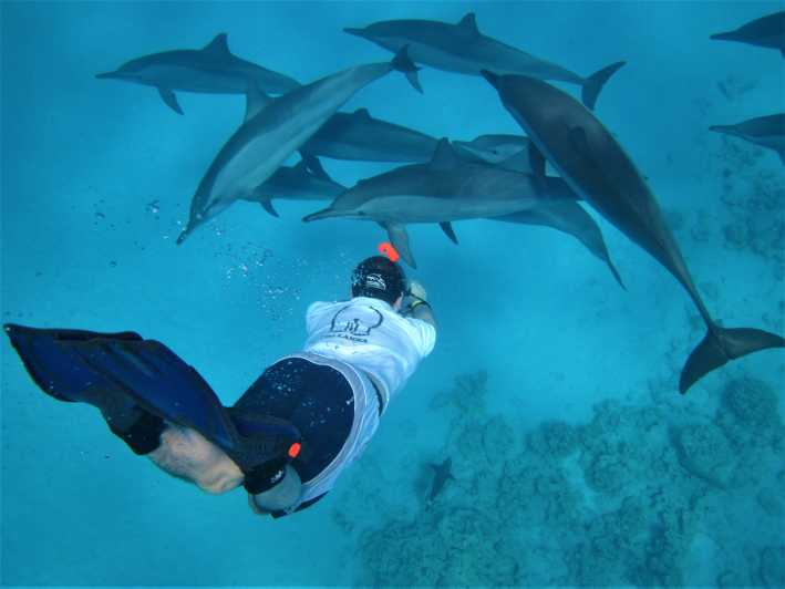 Hurghada: osservazione dei delfini e snorkeling in motoscafo
