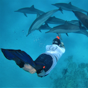 Hurghada: Speedboat Dolphin Watching & Snorkeling with Lunch