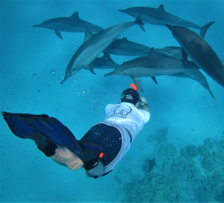 Dolphin Watching in Hurghada