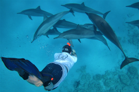 Hurghada: Osservazione dei delfini in motoscafo e Snorkeling con pranzoOsservazione privata dei delfini e snorkeling con pranzo al sacco