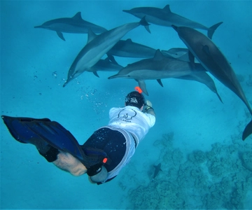 Hurghada: Schnellboot-Delfinbeobachtung & Schnorcheln mit Mittagessen