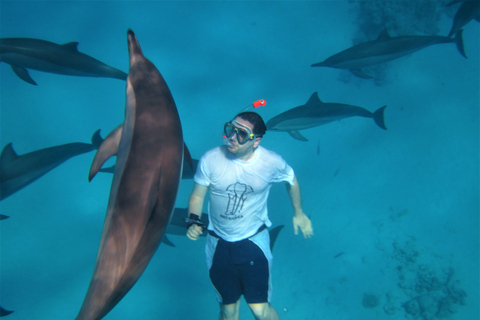 Hurghada: Speedboat Dolphin Watching &amp; Snorkeling with LunchPrivate Dolphin Watching and Snorkeling with Lunch box